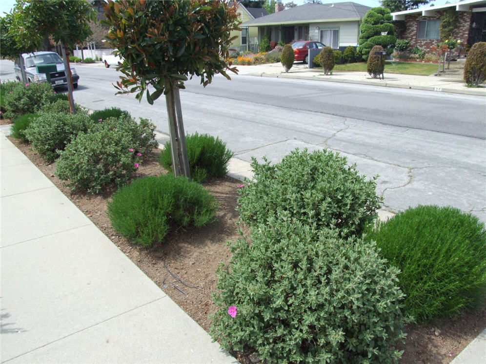 Shrub Border