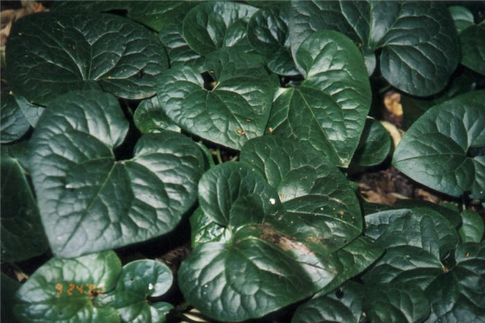 Plant photo of: Asarum caudatum