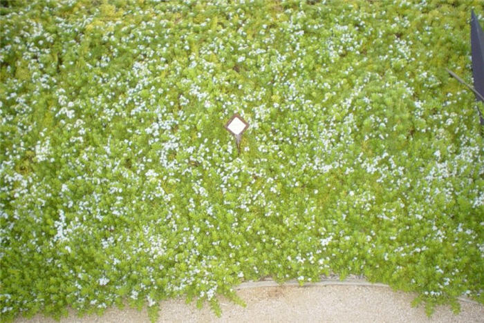 Ground Cover Myoporum