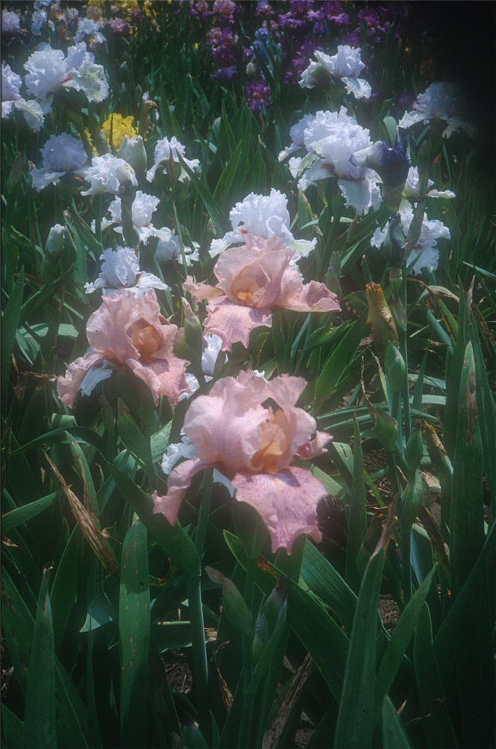 Plant photo of: Iris bearded 'Beverly Sills'
