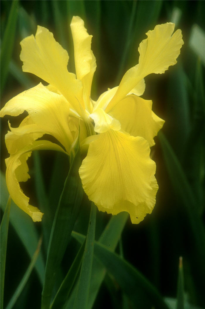 Plant photo of: Iris Dutch 'Sun Singer'