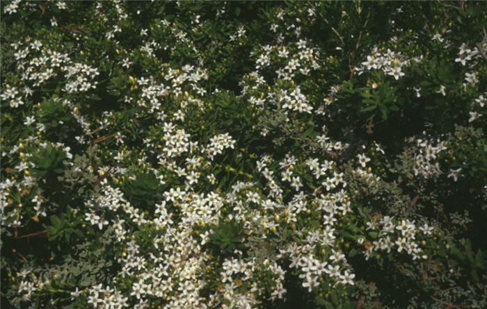 Wide-leaf Myoporum