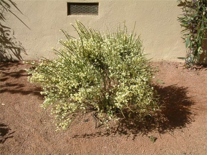 Plant photo of: Cytisus X praecox