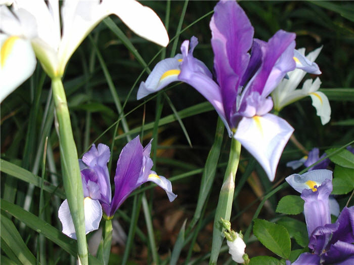Dutch Iris Hybrid selection