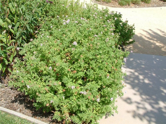 Garden or Common Geranium