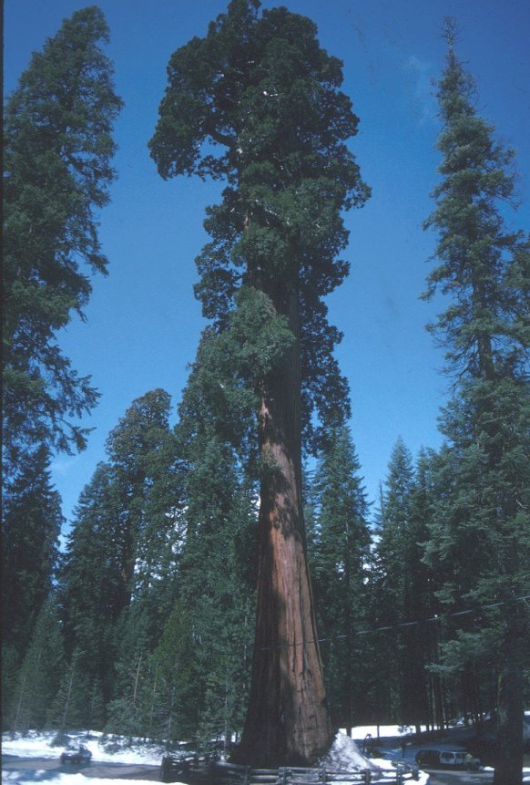 Giant Sequoia, Sierra Redwood, Big