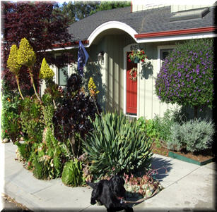 Succulents and Cacti Gardens
