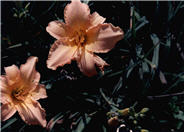 Hemerocallis 'Delicate Treasure'