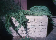 Juniperus procumbens 'Nana'