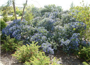 Ceanothus 'Julia Phelps'