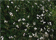 White Peruvuan Verbena