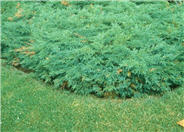 Juniperus sabina 'Scandia'