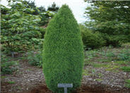 Green Columnar Juniper