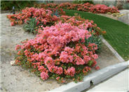 Rosenka Bougainvillea