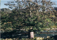 Australian Flame Tree