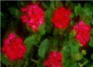 Sweet William