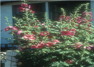 Alcea rosea