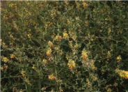Lotus scoparius