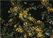 Mahonia 'Golden Abundance'