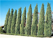Cupressus sempervirens