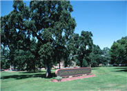 Quercus lobata