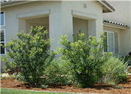 Pacific Wax Myrtle