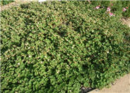 Rubus pentalobus