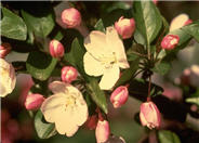 Tea Crabapple