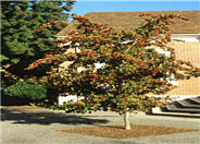 Crataegus phaenopyrum