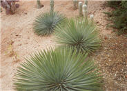 Yucca whipplei