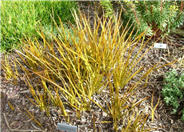 Libertia peregrinans