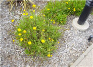 Coreopsis grandilfora 'Goldfink'