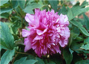 Purple Kudzu Scarf Tree Peony