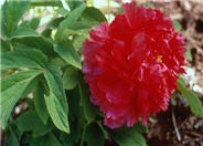 Fire to Make Immortality Tree Peony