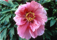 Flying Swallow  Tree Peony