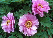 Lotus Like Tree Peony