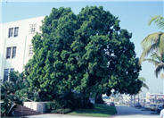 Afrocarpus elongatus