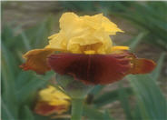 Iris bearded 'All That Jazz'