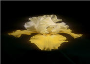 Iris bearded 'Echo De France'