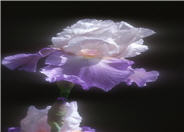 Iris bearded 'Mountain Violet'