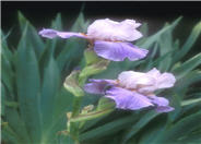 Iris bearded 'Heather Blush'
