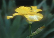Iris bearded 'Light Beam'