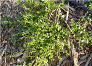 Baccharis pilularis 'Pigeon Point'