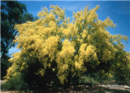 Cercidium microphyllum