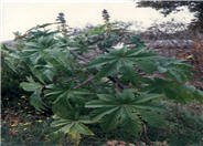 Castor Bean