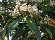 Loquat