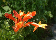 Climbing Penstemon