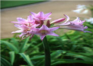 Amarcrinum memoria-corsii