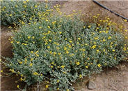 Bahia absinthifolia