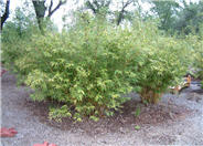 Alphonse Karr Bamboo